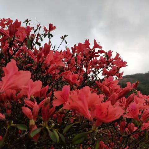 繁艳归何处 满山啼杜鹃