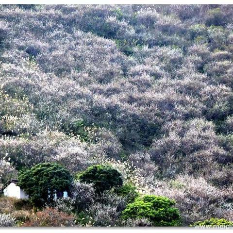 郁南县建城镇天马山梅花盛开