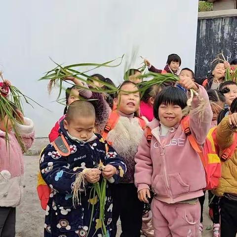 收获——感谢大自然的馈赠 （大垅幼儿园大班种植活动）