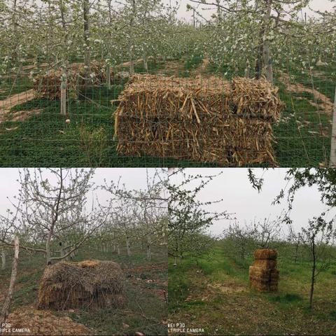 市林草局调研静宁苹果产业链建设和苹果花期冻害防御工作