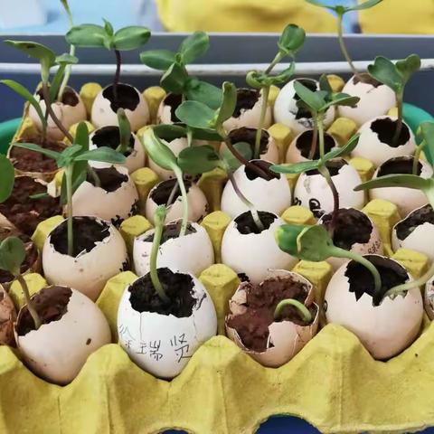 小可爱们的向日葵🌻------清秀雅乐幼儿园