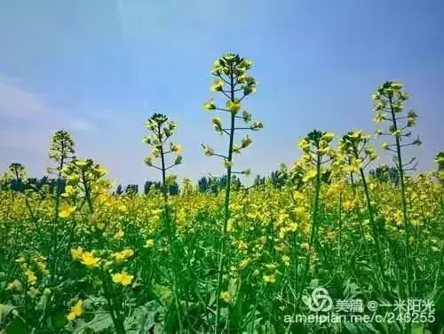运河畔的大地艺术:陈官屯油菜花海正值盛开花期