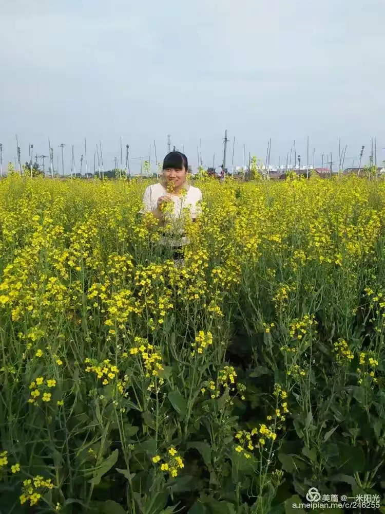 运河畔的大地艺术:陈官屯油菜花海正值盛开花期