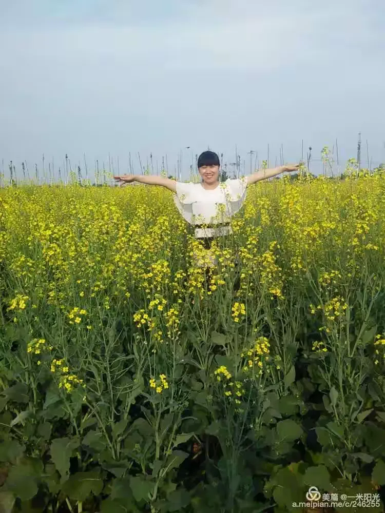 运河畔的大地艺术:陈官屯油菜花海正值盛开花期