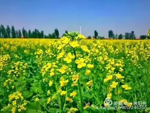 运河畔的大地艺术:陈官屯油菜花海正值盛开花期