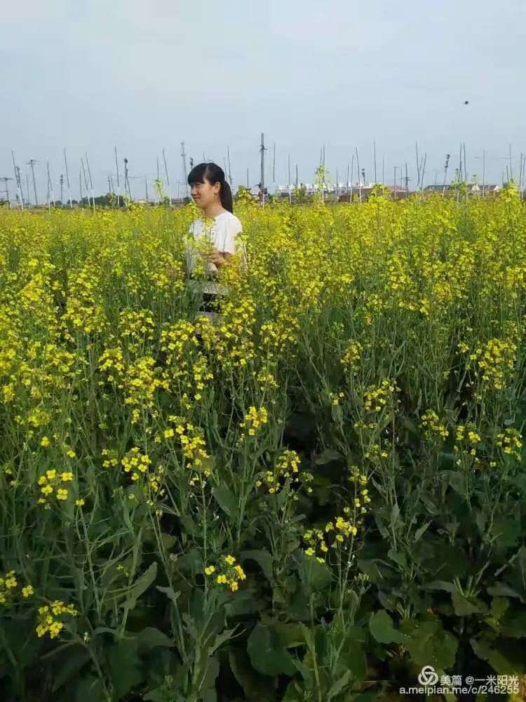 运河畔的大地艺术:陈官屯油菜花海正值盛开花期