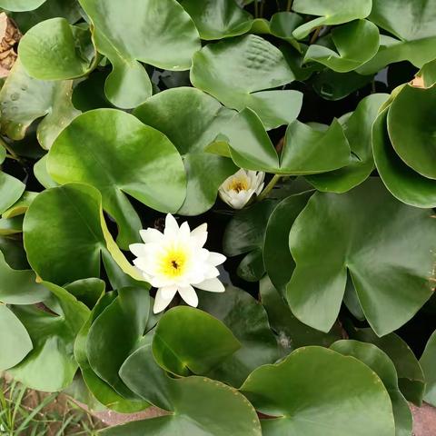 夏日炎炎，有你最甜