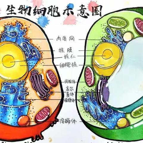 正则学校七年级生物寒假实践作业