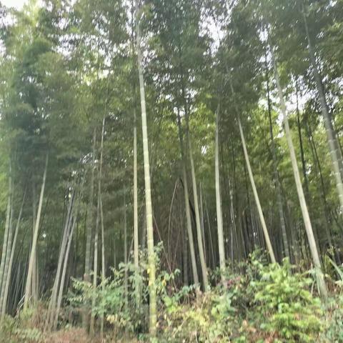 游天花井森林公园