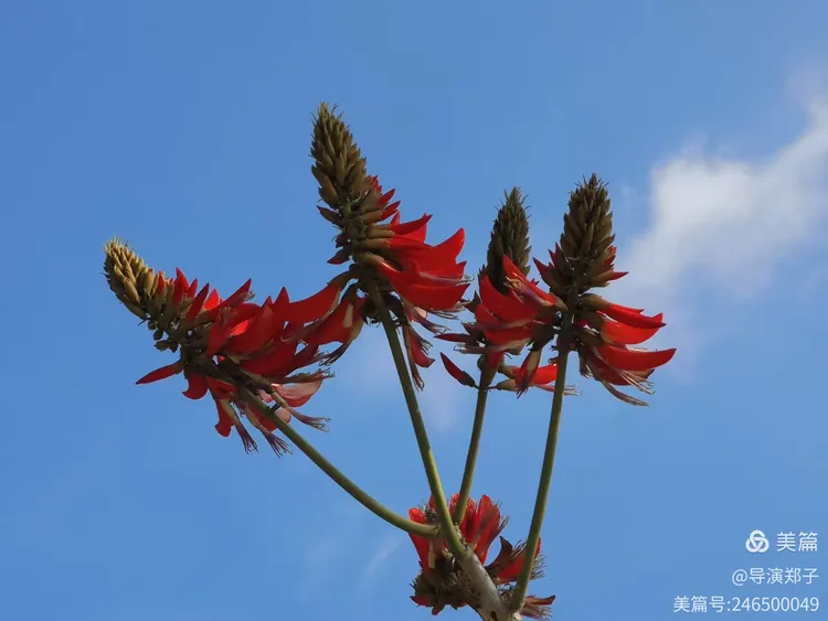 图片[8]-高山阳光拂远爱 小窗独闻笛声猜-华闻时空