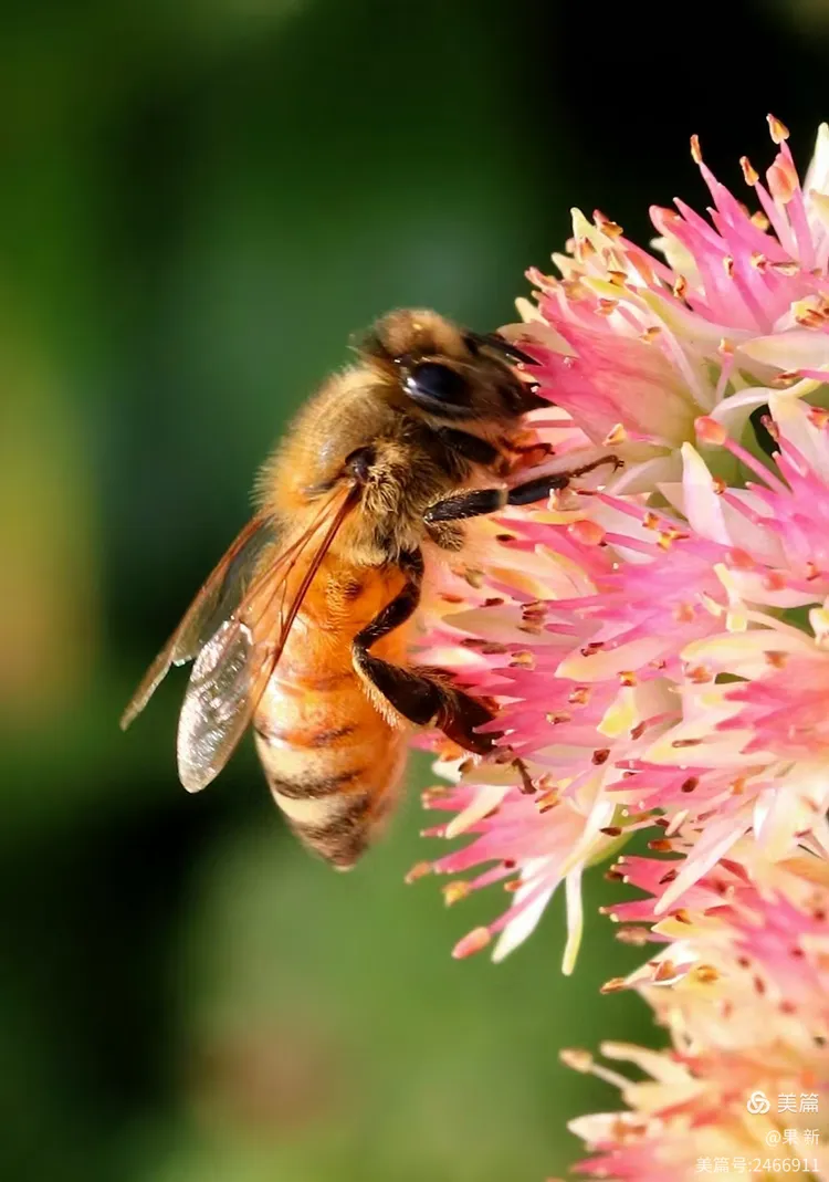 为什么蜂蜜在飞的时候会嗡嗡叫而蝴蝶不会(蜂蜜能引来蝴蝶吗) 为什么蜂蜜在飞的时候会嗡嗡叫而蝴蝶不会(蜂蜜能引来蝴蝶吗)