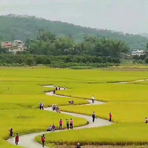 想吃新鲜无添加正宗马坝油农家米的亲们看过来！