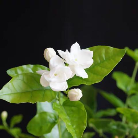 好一朵美丽的茉莉花