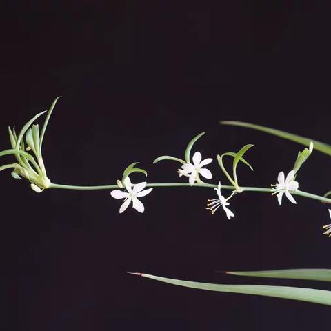 吊兰花开