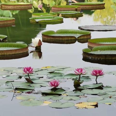 莲花池公园（手机随拍）