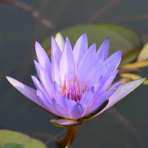 秋日观莲