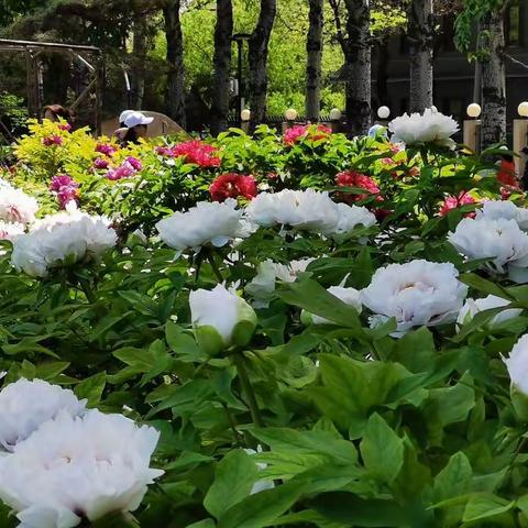 富贵花开国色天香•莲花池赏花掠影