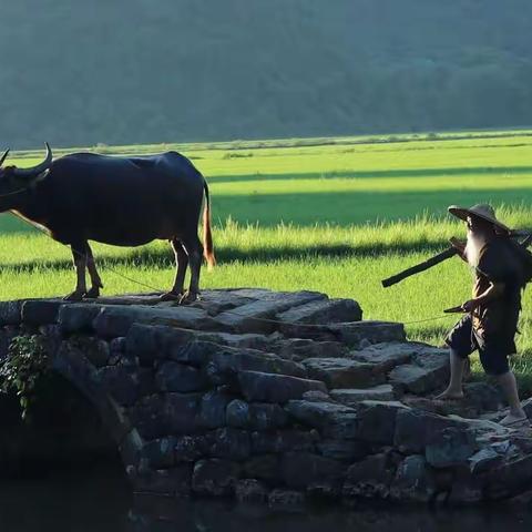 田园风光