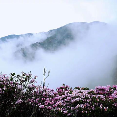 十里杜鹃满山红