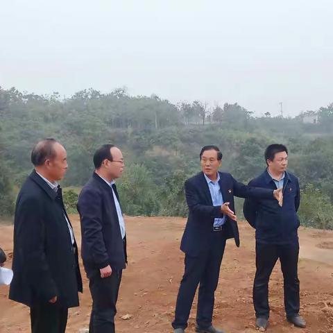 不忘初心担使命，现场考察马岭行，合理布局谋发展，产业振兴划远景。