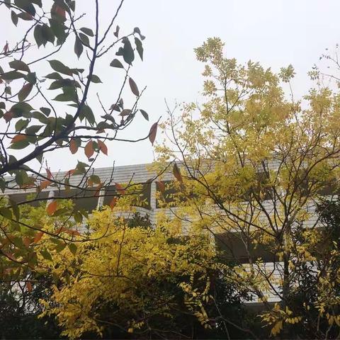 学而时习之不亦说乎？—— 记东阳市“初中语文统编教材教学”专题研讨会