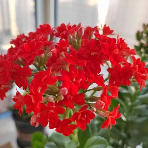 春柔思绪落美篇