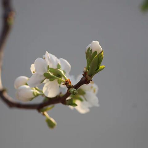 送君一枝春，将以遗所思