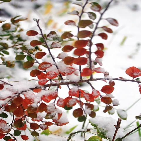 雪花舞动多伦多