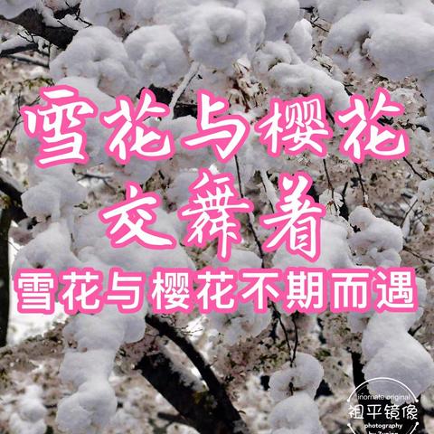 雪花与樱花交舞着