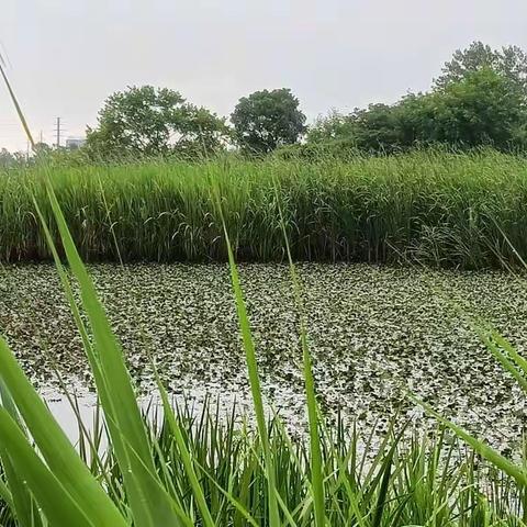 蝶恋花  道河湾湾清水浅