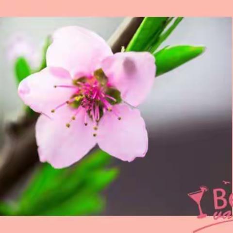 那一片十里桃源-----秦幼官堂园区小二班美术活动花絮