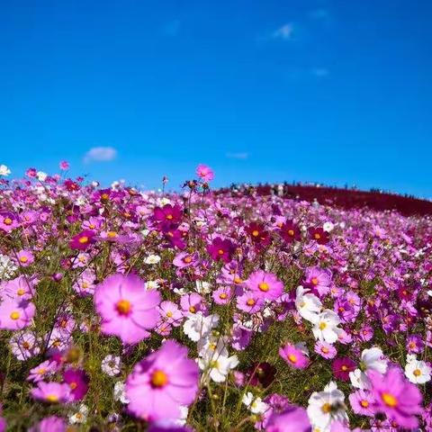 花儿好看我不摘——“花园漫步”云中游系列第46期