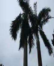 小江口幼儿园六一文艺汇演