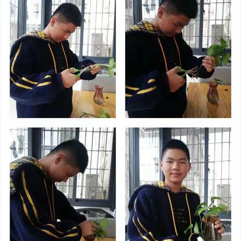 火炬学校六年2班劳动作业----绿萝种植