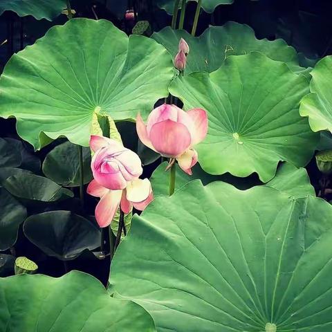 美图美景美时光，“语”你相伴共成长—学生优秀作业展示