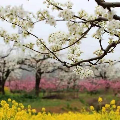 没有一个春天不会到来