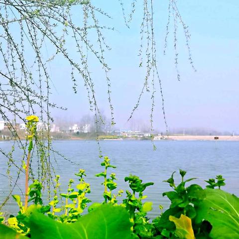 赛胜湖畔春光美