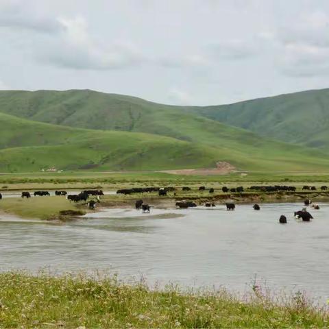 川甘青游（五）四川唐克----青海久治