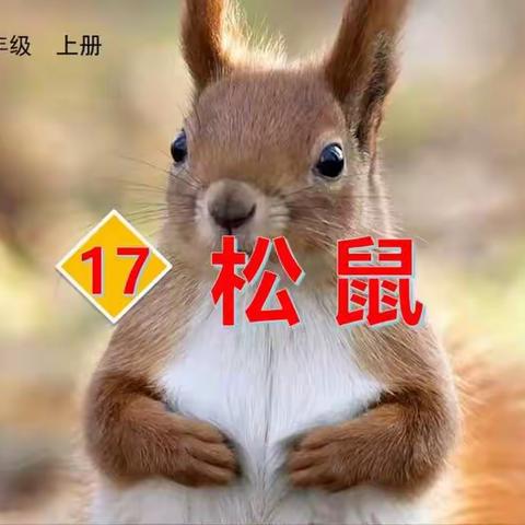 五年级上册17《松鼠》课文朗读和生字书写
