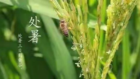 处暑“出暑”，等秋来——记博兴县实验小学二十四节气系列活动之处暑