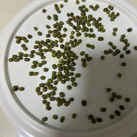 绿豆的生长过程