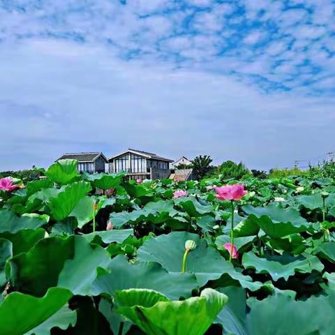 赏荷正当时-金山藕遇公园&水库村一日游