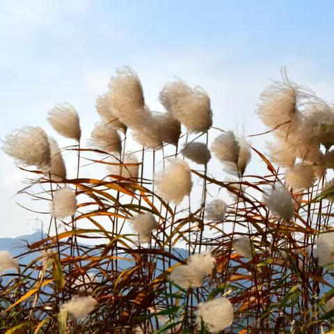 芦花飞，霜叶红