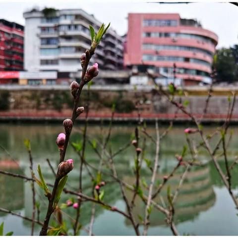 龟湖芳菲