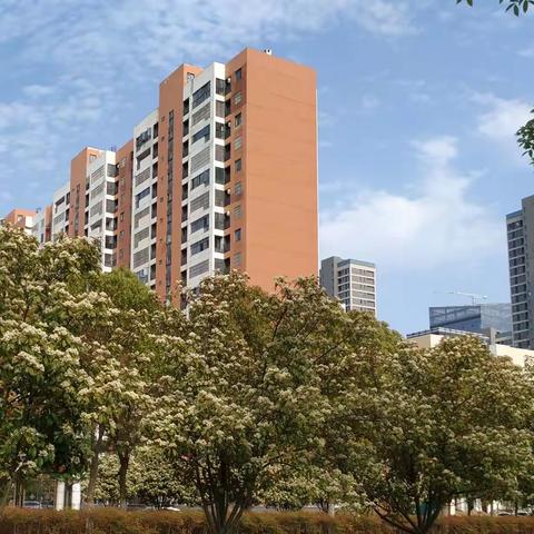 石楠盛放，结题花开——初中物理子课题结题会