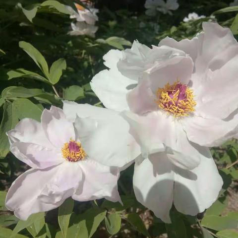 植物园中午休息时间游