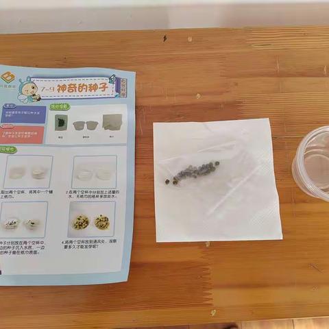 科学小实验<神奇的种子>