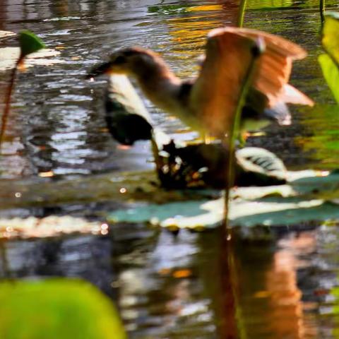 荷花池中鸟；绿地嬉戏猫。
