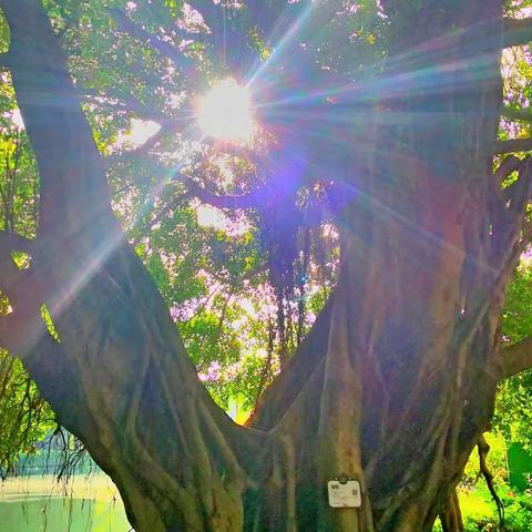 暑天早上到流花湖公园遛遛