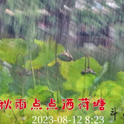 秋雨点点洒荷塘